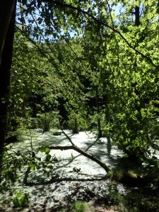 Přírodní park Jasmund